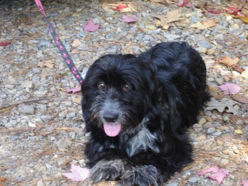 Mollypoo-poo_cb8ee655d465234f41699693df6c4f439d3e8649.jpg