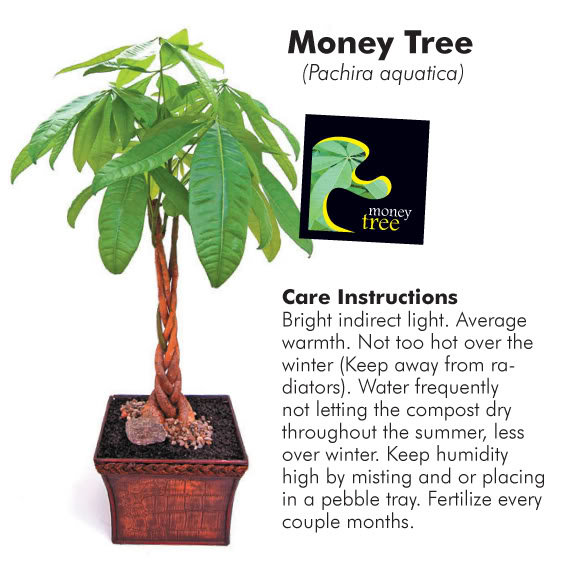 moneytree_popup_d51bf0f3c4d3e3f141ccfba4b320b475c74091e7.jpg
