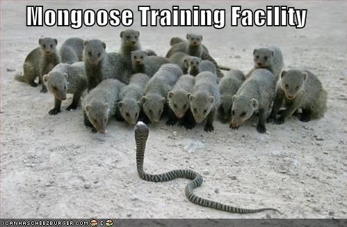 mongoose-training-facility.jpg