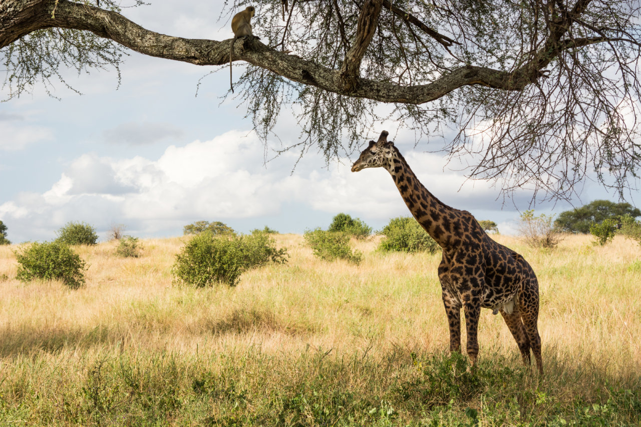 monkey and girrafe-0478.jpg