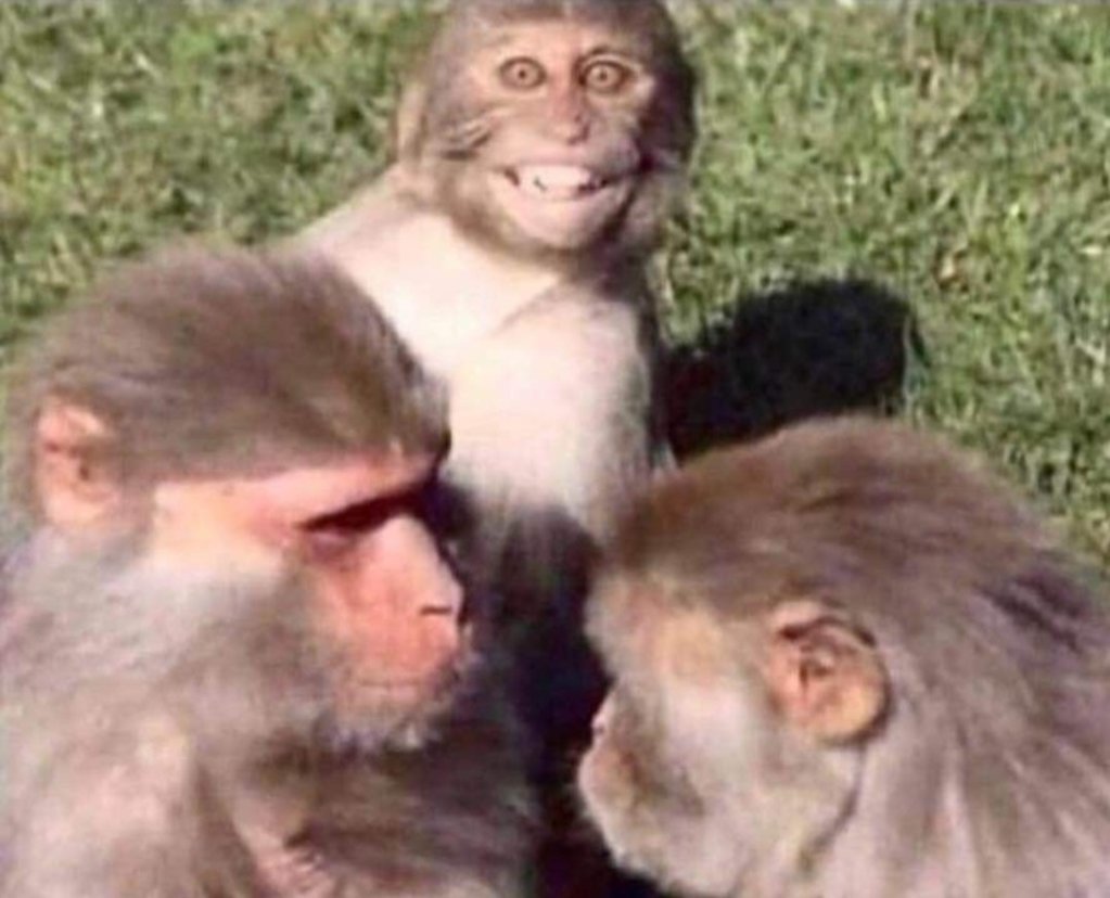 Monkey.jpg