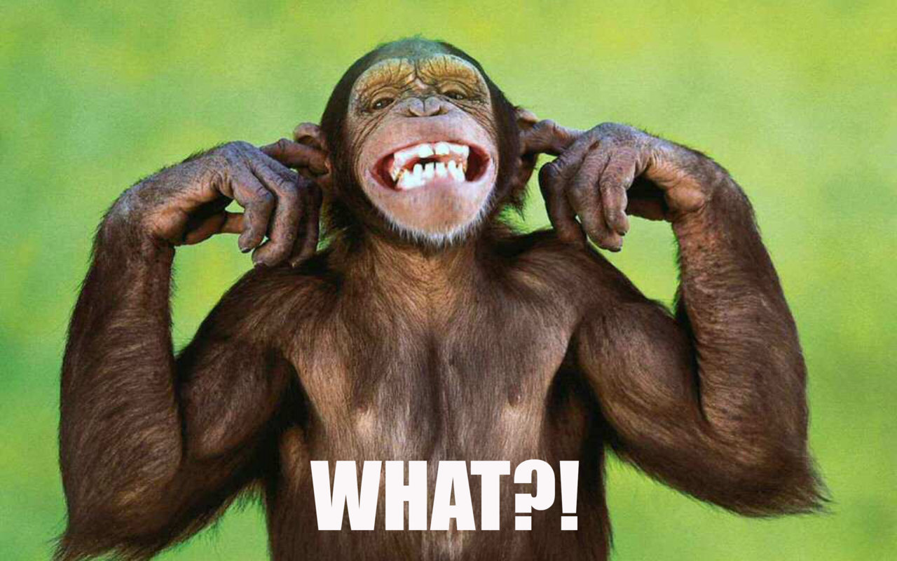 monkey-meme-12yri8r.jpg