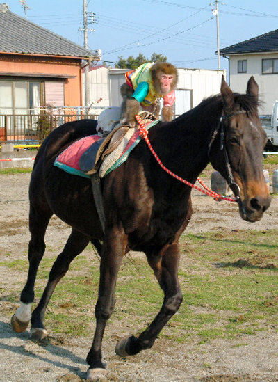 Monkey_riding_a_horse.jpg