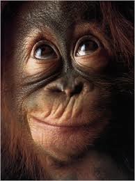 monkey_thinking_7334e3673ade14f4c4ccd70e1f0f831e0759b970.jpg