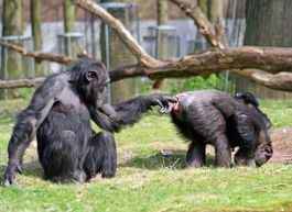MONKEYFINGERUPBUTT_cd4bc91894cce9dfdee73f8d2179db0628e2e101.jpg