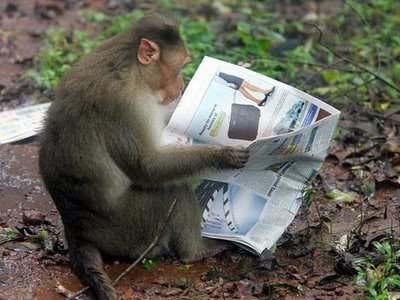 MonkeyReadsPaper_18b10b3e2c16ea92e0ea1e043e324d219fa86b51.jpg