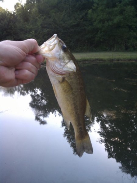 Monster bass.jpg