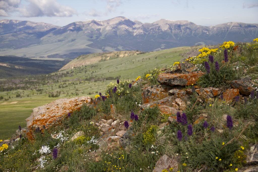 monumentflowers_zps97c7ce40_93527d71aeb612a4a4ca016a61b6845df7f6fdb3.jpg