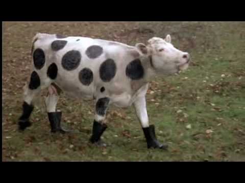 moo.jpg