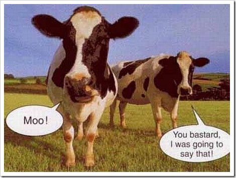 Moo_cow_picture_moo[2].jpg