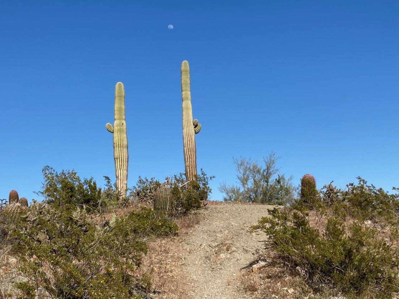 Moonwithsaguaro.jpg