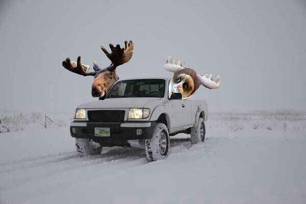 moose cat-picsay.jpg
