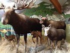Moose family..jpg