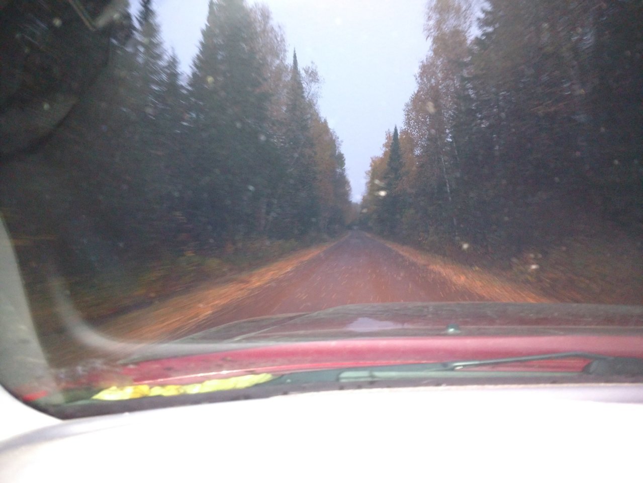 Moose in road.jpg