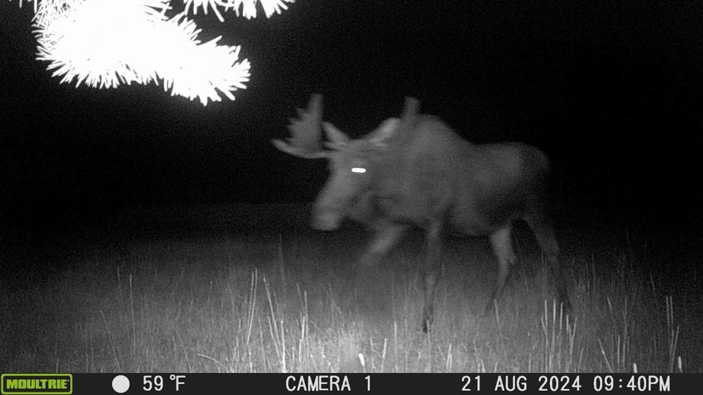 Moose.jpg