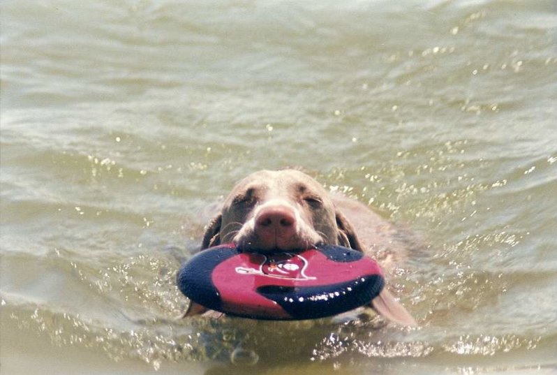 MOOSE!.jpg