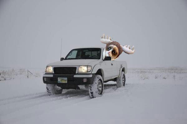 moose-picsay.jpg