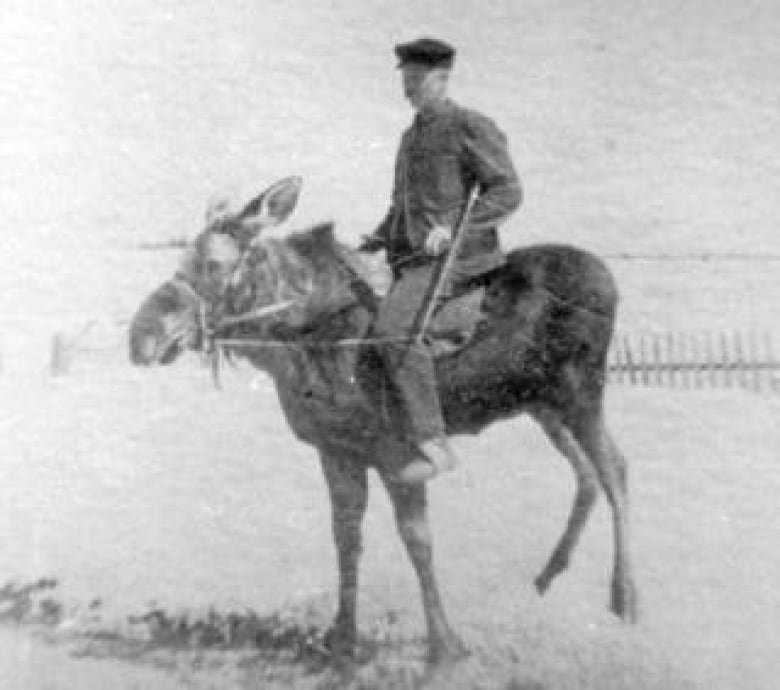 moose-riding.jpg