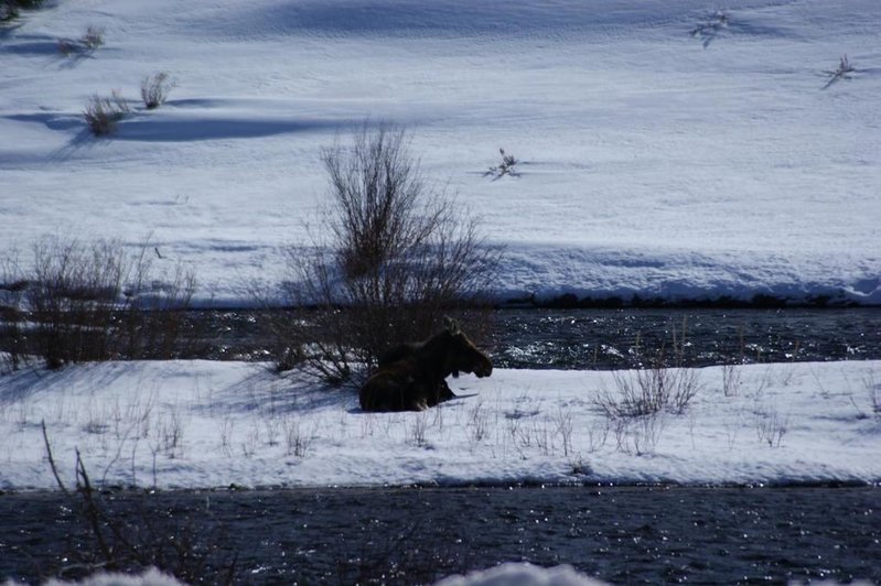 moose1.jpg