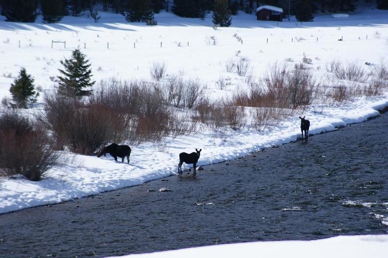 moose3.jpg