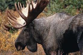 moose_bull_pictures_sc27_46a9152009b28650cb87959df40bb0746c465b25.jpg
