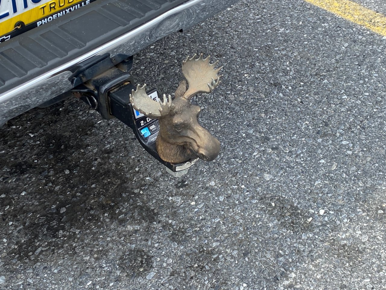 moose_hitch_cover.jpg