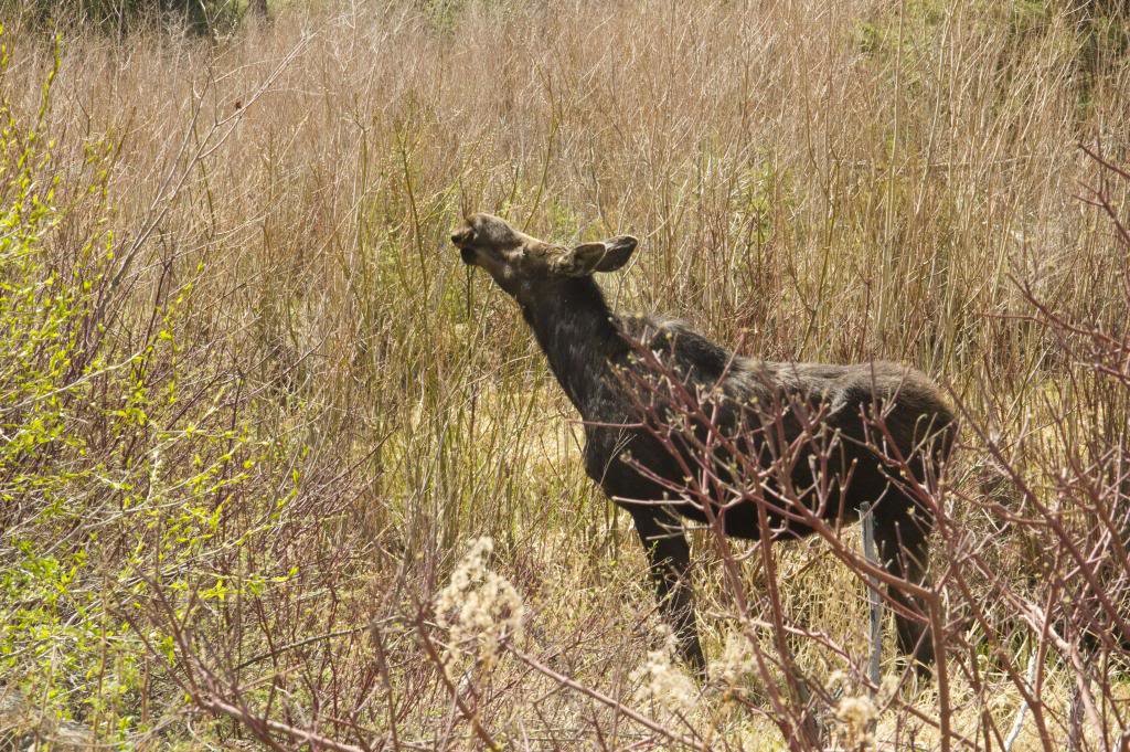 moose_zps61823911_63e7e5f416054ccb732c9d67a5a05c2b388ea2ce.jpg