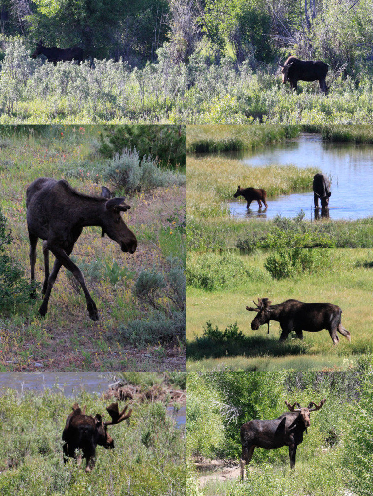 moosecollage_69ae96f93fe4b01a6158cc21e722698dc31c5e38.jpg