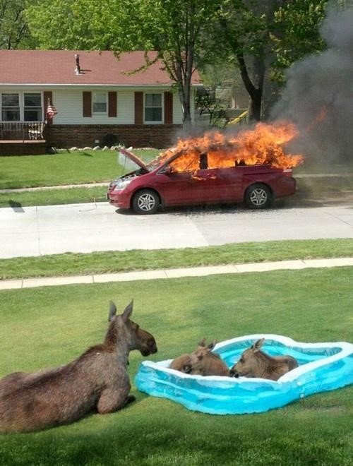 moosefire.jpg