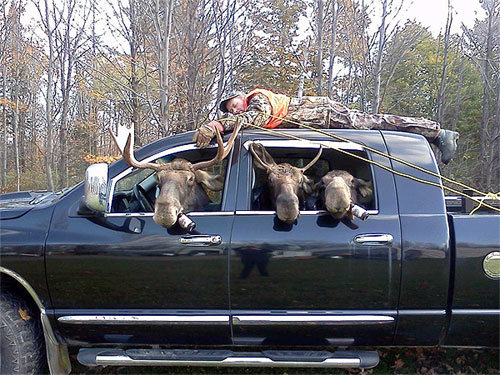 MooseHunting.jpg