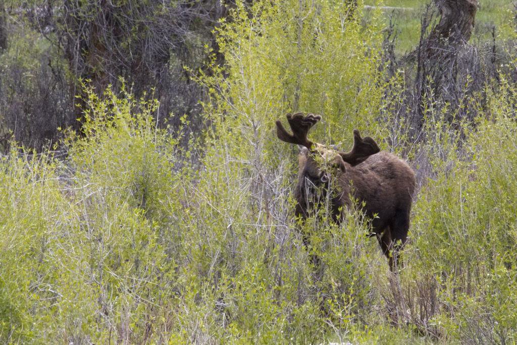 mooses1_zps1f4a3a42_e2cb0bb21bfa0ded56717bb7cfaeb3eed5eeff94.jpg