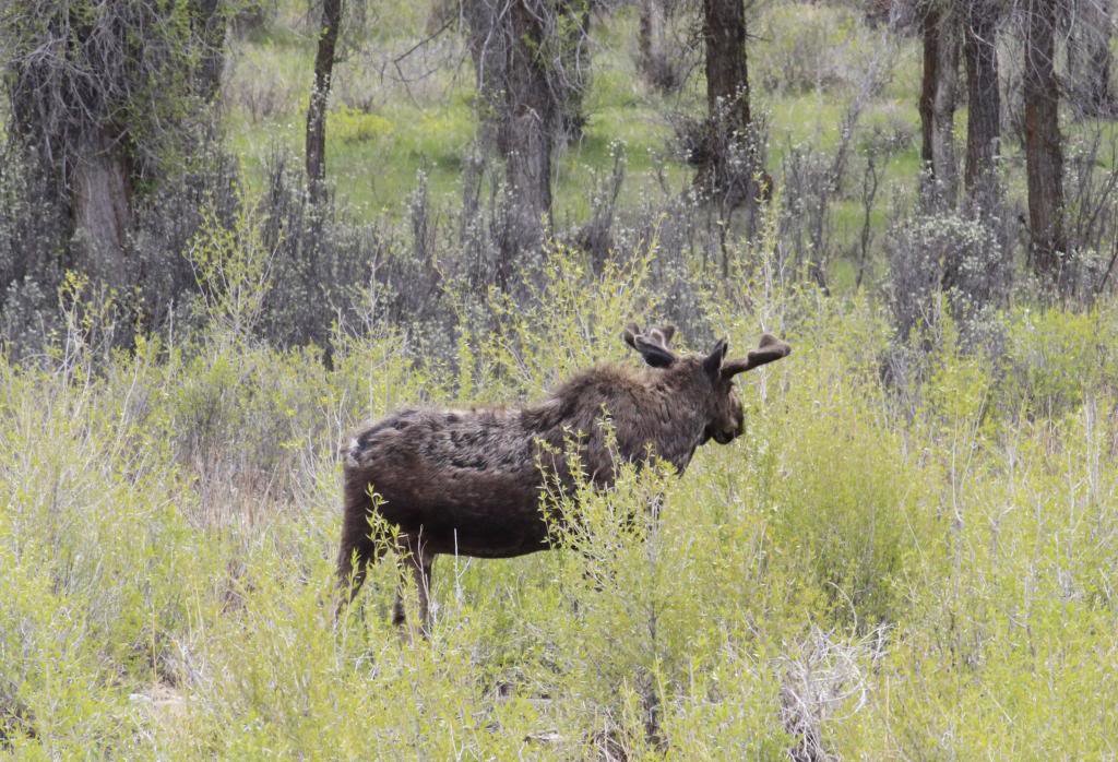 mooses2_zps5371ec6c_2496b1dfe411a9ba6879957ed525b4e336537a7e.jpg