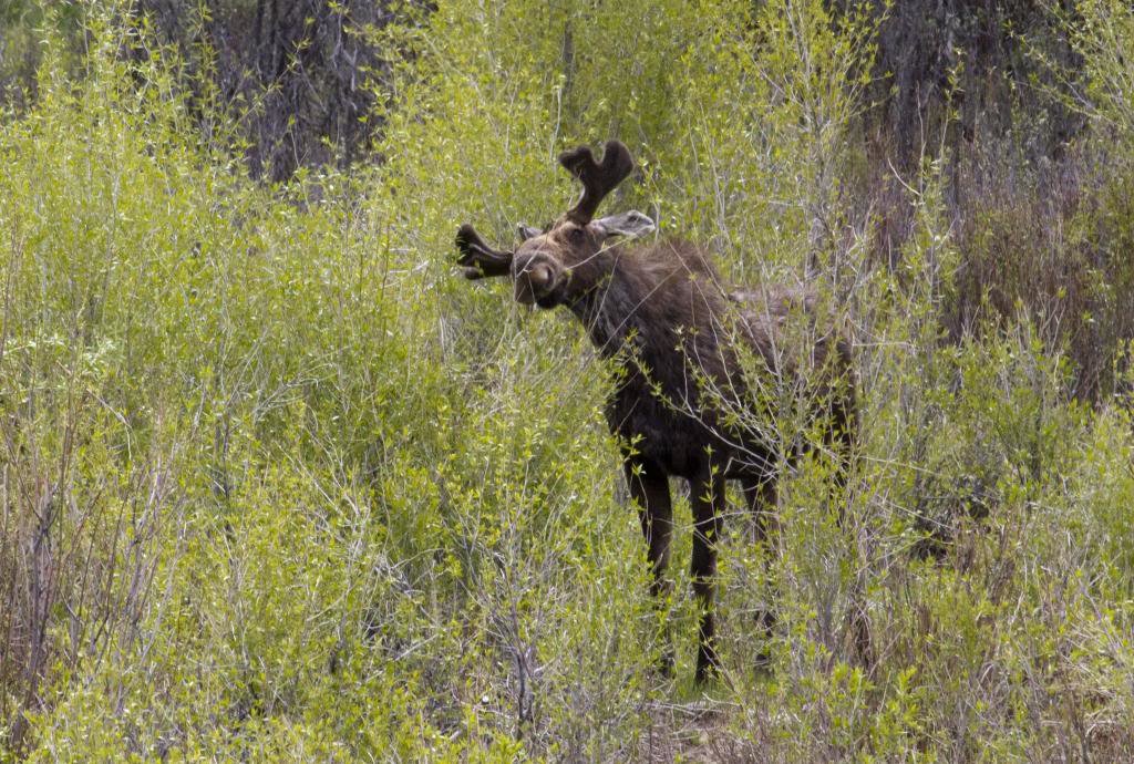 mooses3_zps324f6d44_c743db60efd3c754673f43145ee2da2b6e20a3eb.jpg