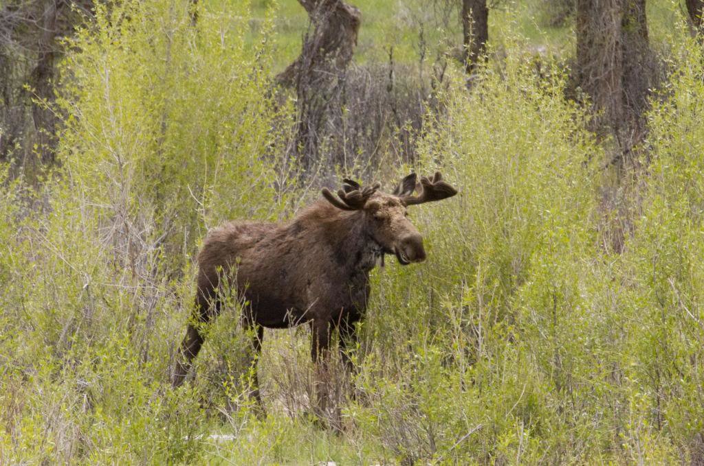 mooses4_zpsa6f51a6d_1f77813b0244491f095cc57a9a4bf3917350d8c9.jpg