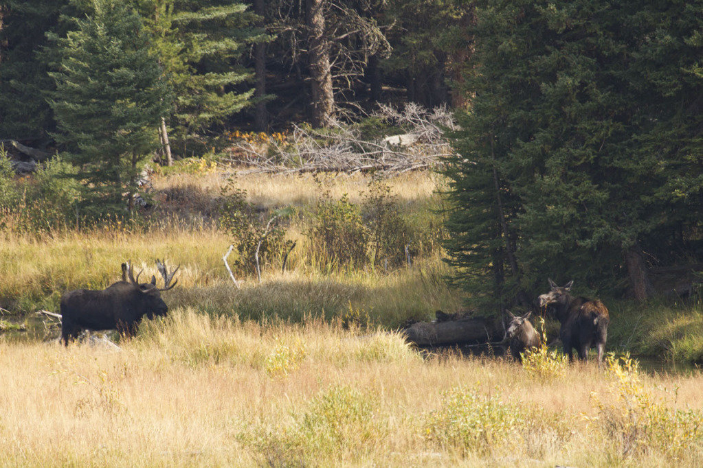 mooses_a5888855a96c9f9eae1c00617d0f1778a57c3dc3.jpg