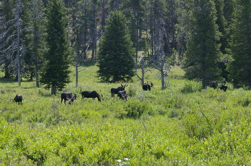 Moosey-goosey1_de84e33a9344a57671553cce7ecaae92146d683e.jpg