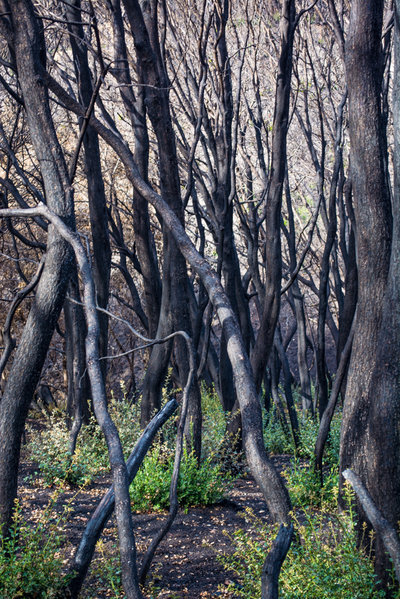 more manzanita.jpg