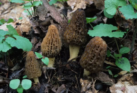 morels_ej__d0472b3e98832c2da3d13c536bced2e02e2ac02f.jpg