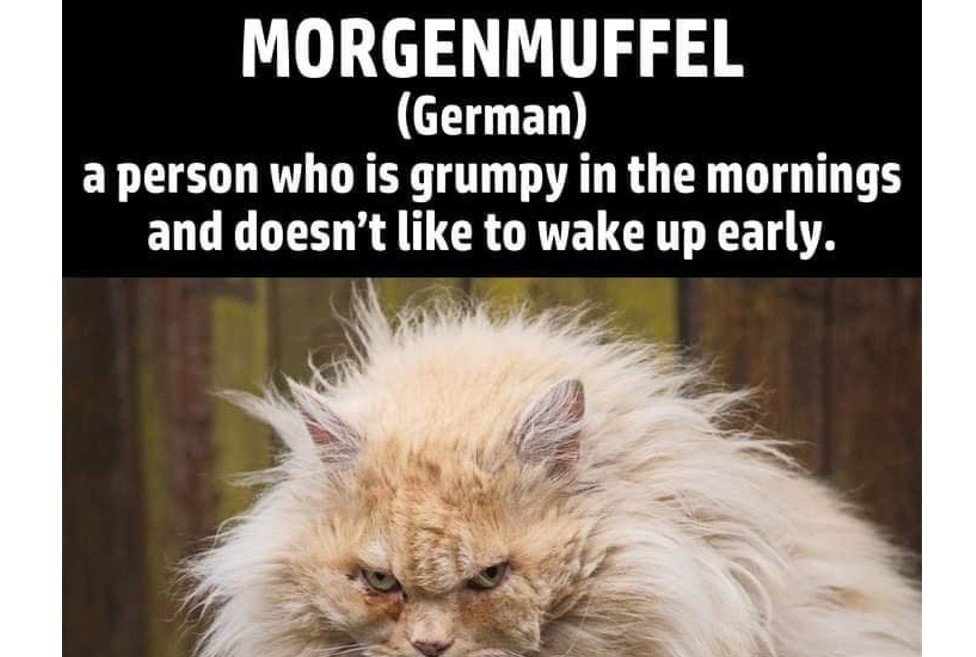 Morgenmuffel._.jpg