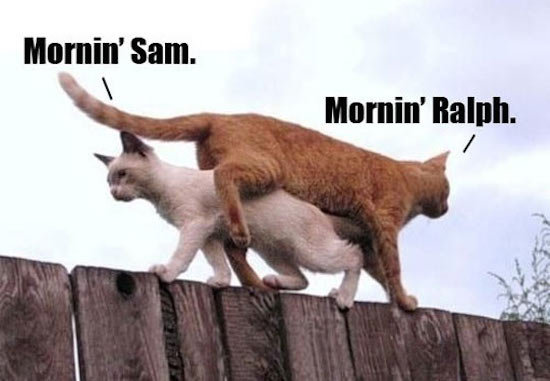 morning cat.jpg