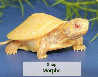 morph-category.jpg