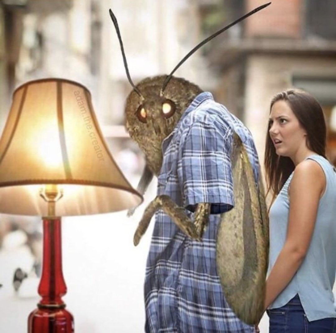 Moth.jpg