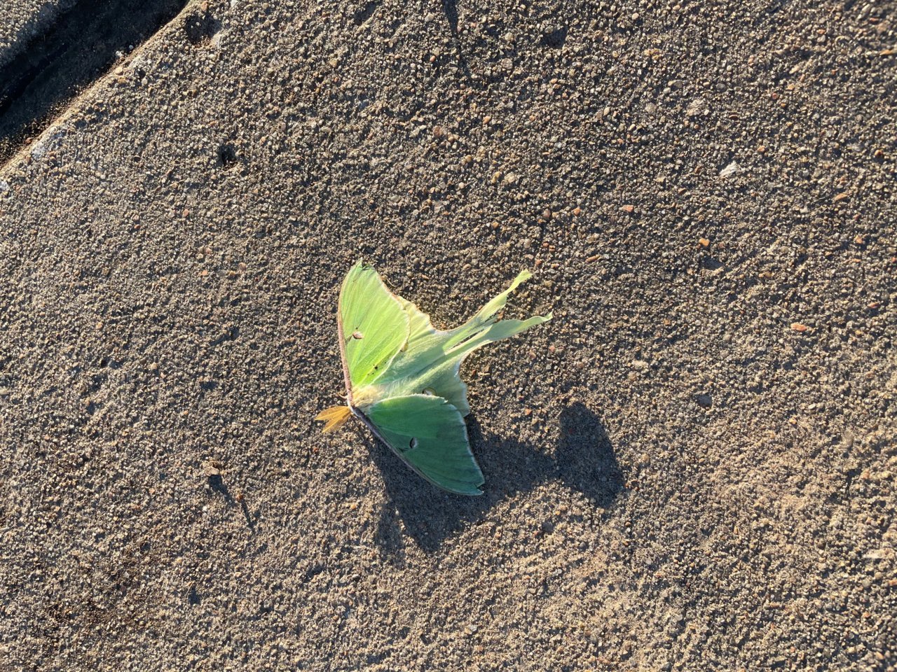 Moth.jpg