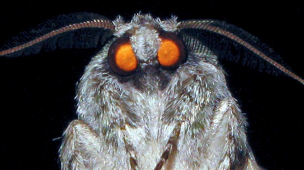 moth with orange eyes.jpg