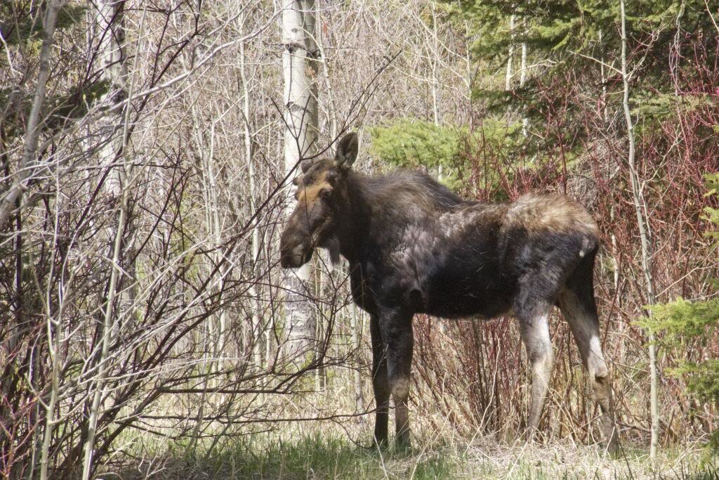 mothersdaymoose_zpscb3073c1_b8a959d3bb0ed83e5206f475162a54816c396a79.jpg