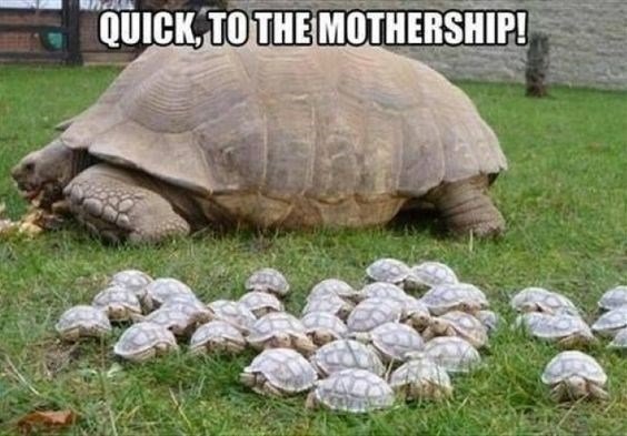 mothership.jpg