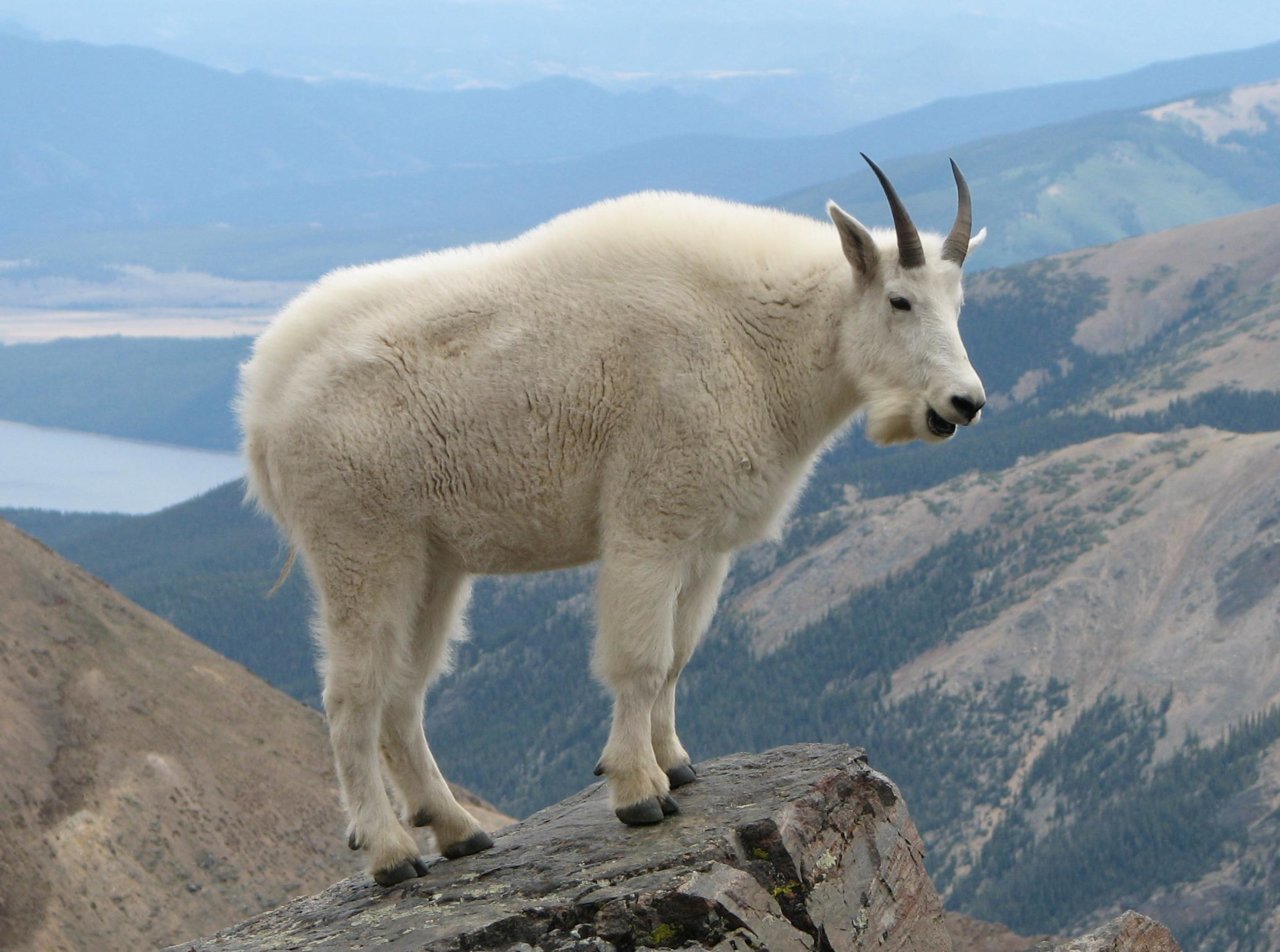 Mountain_Goat_Mount_Massive.jpg