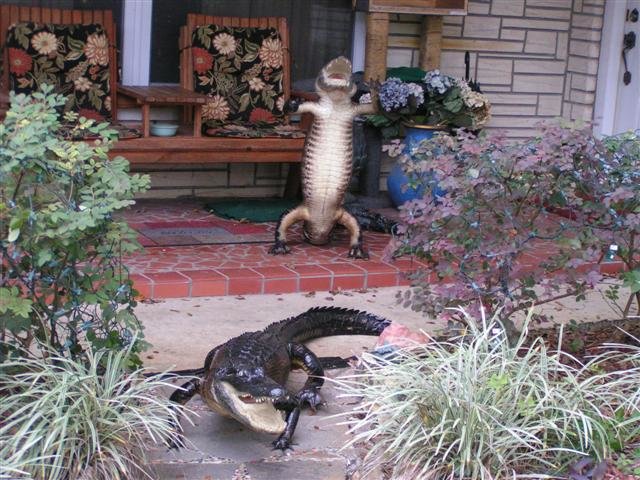 Mounted Gators Attack.jpg