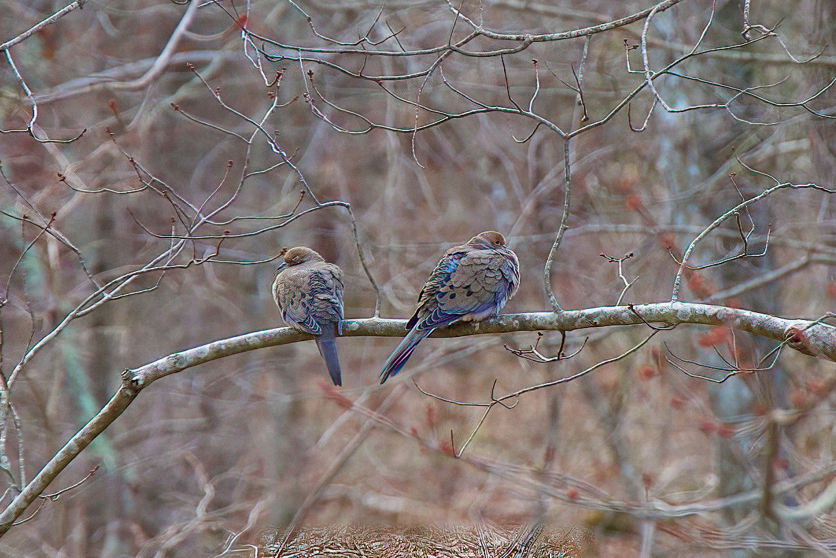 Mourning Doves.jpg