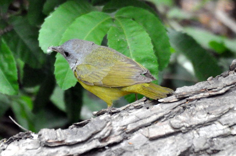Mourning Warbler.jpg
